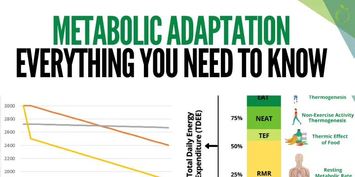 metabolic adaptation dieting calorie restriction - how metabolism slows down during a diet