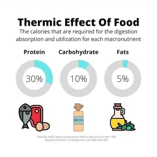 Thermic Effect of Food (TEF) Explained