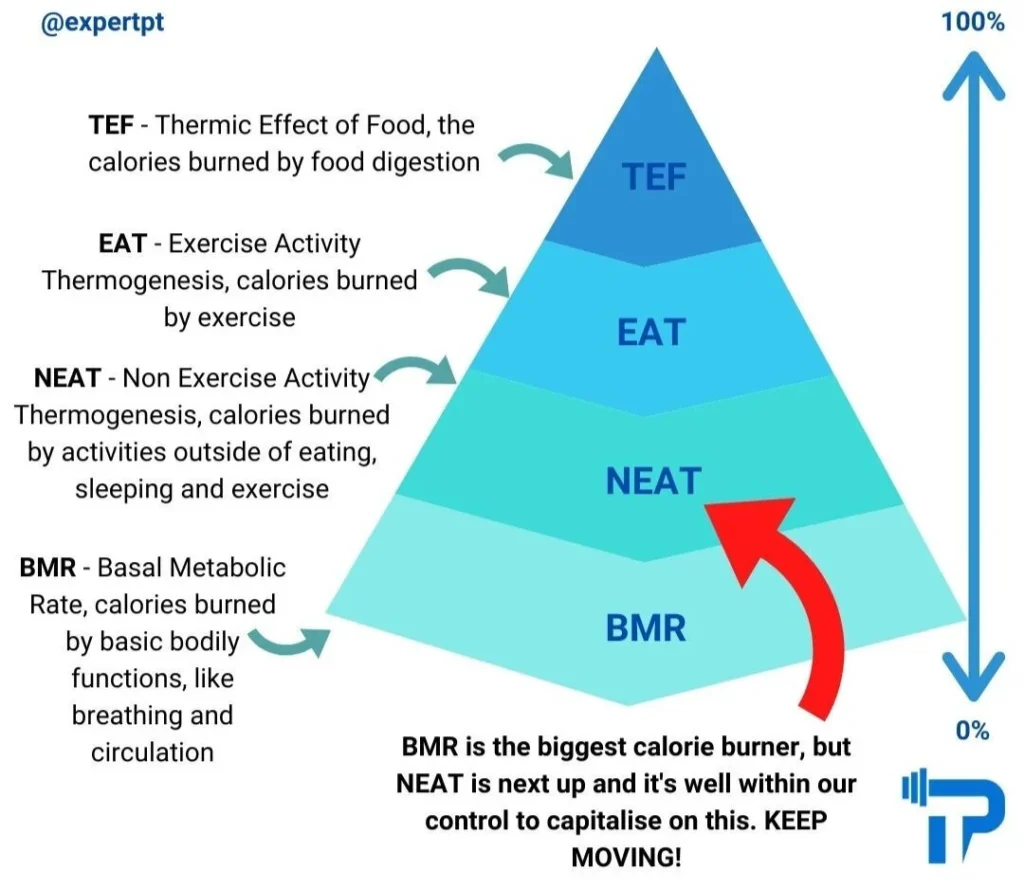 TDEE breakdown showing BMR, TEF, EAT and NEAT components