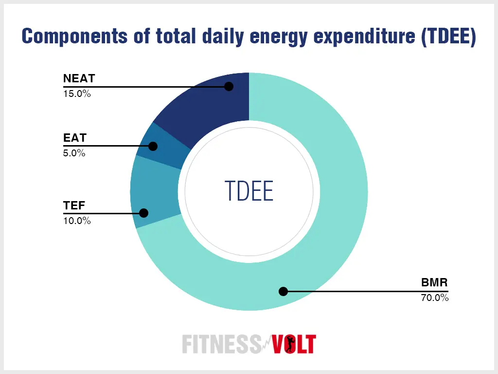 TDEE calculator for lean bulk calorie surplus calculator