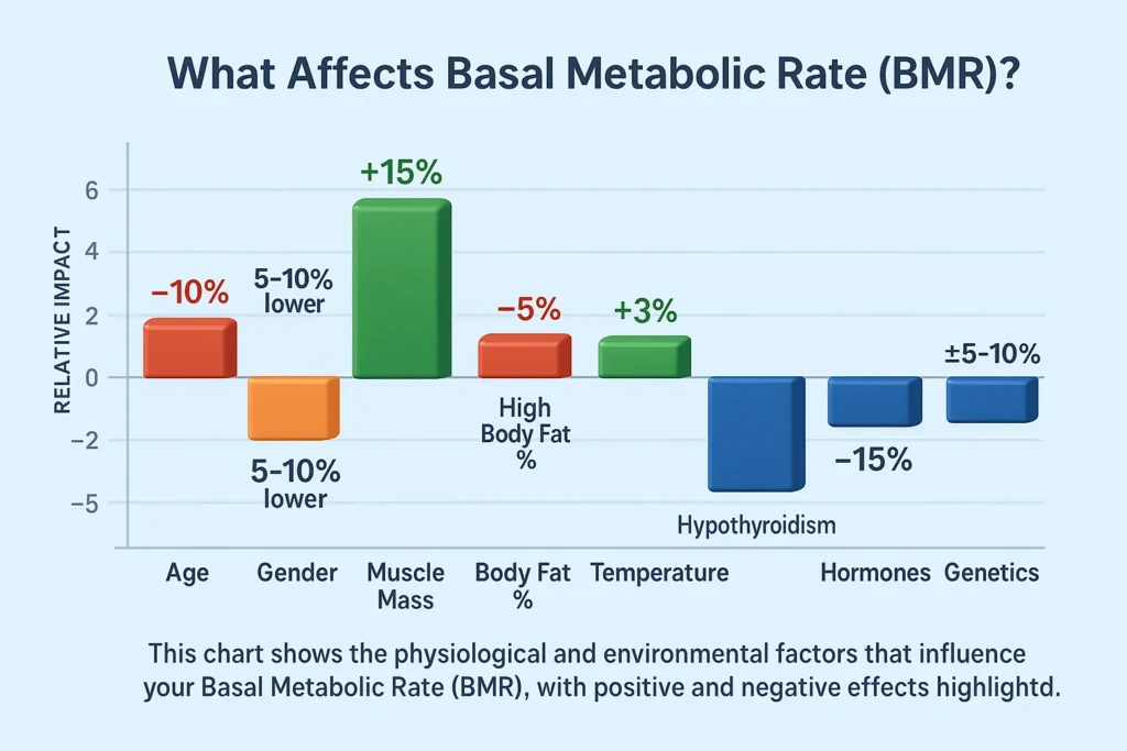 what is tdee begineer guide, the basal matabolic rate